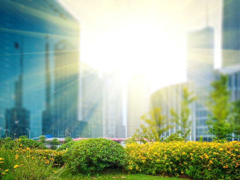 image of yellow flowers, with a sun glare.