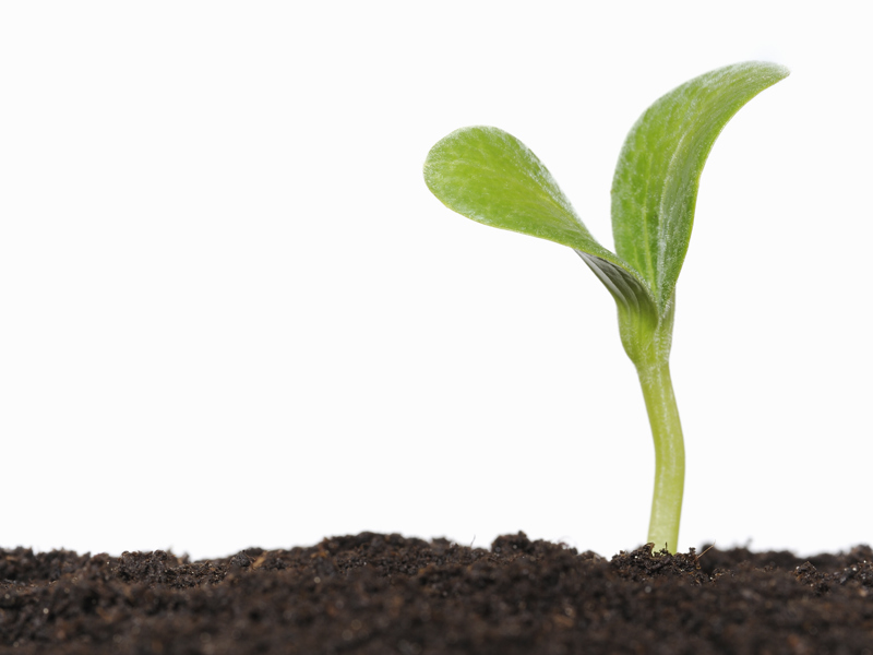 image of a seed sprouting from mud.