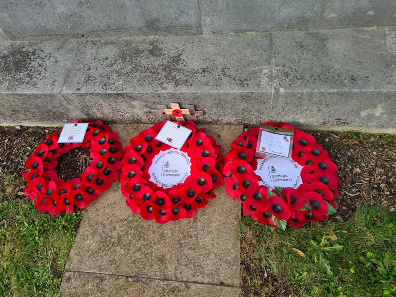 Image of three poppy rosettes on the ground.