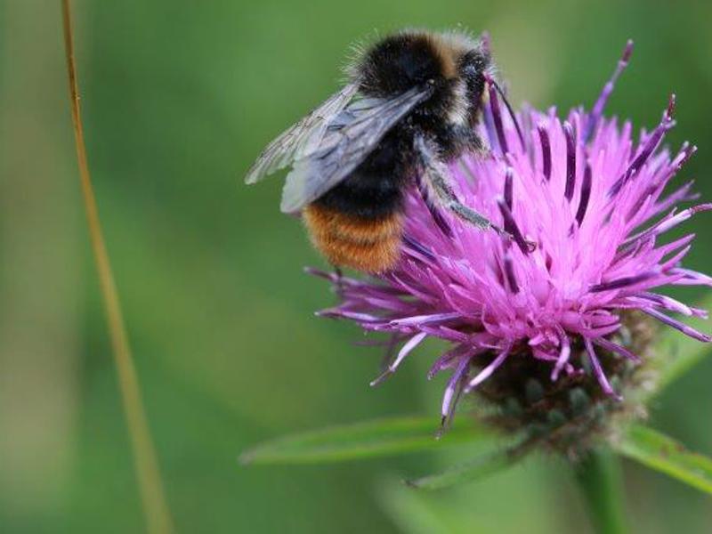 Image of a bee on a purple flower.