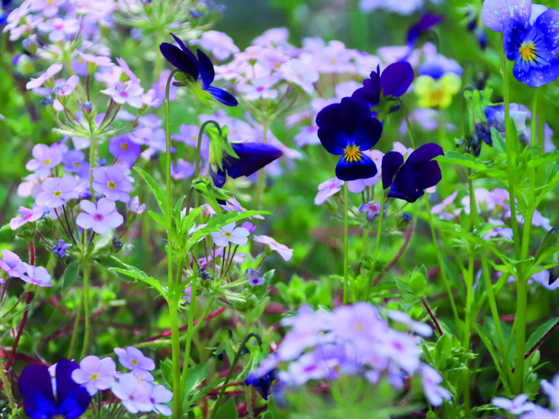Image of wild flowers.