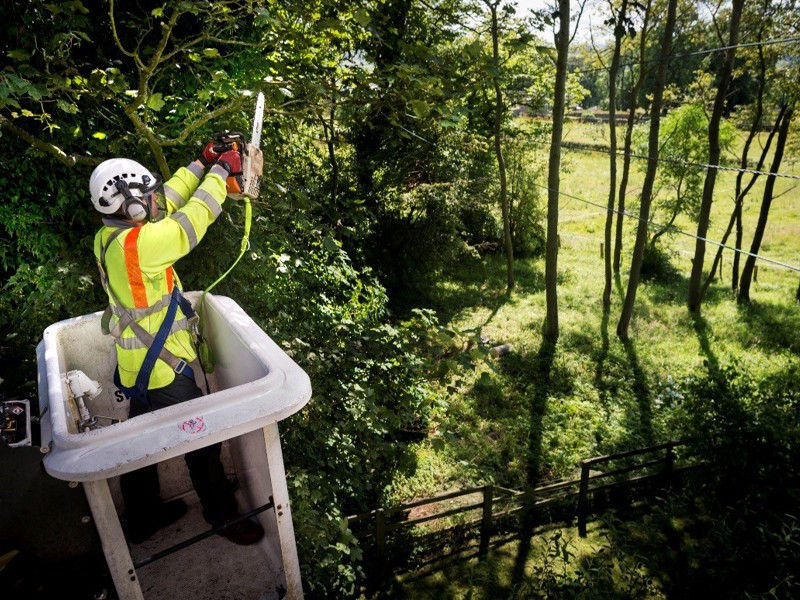 A man in safety equipment, tending to trees.