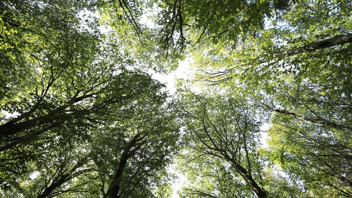 Defence Infrastructure Organisation logo