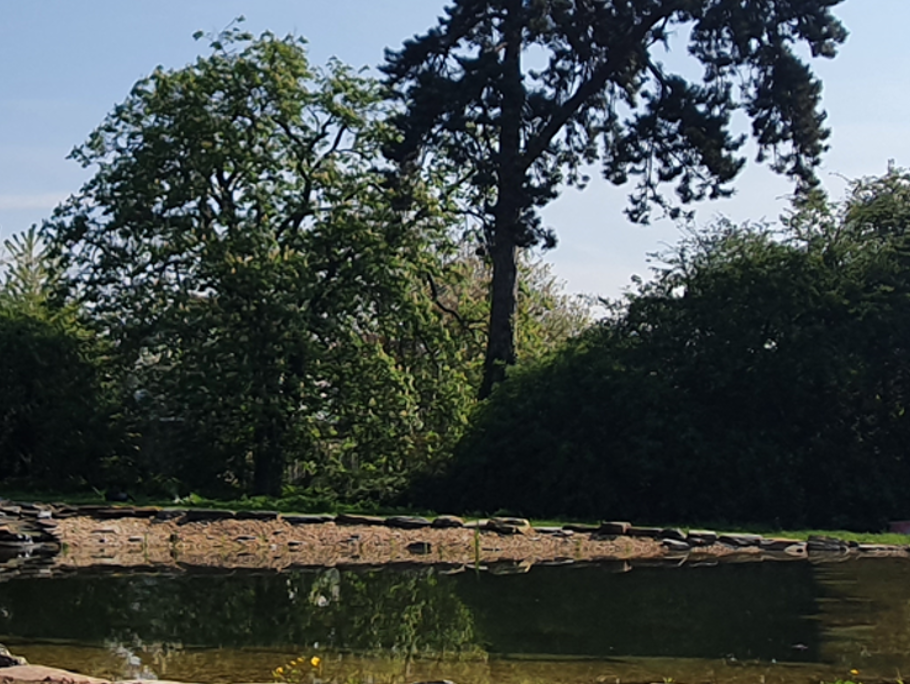 Image of a body of water in front of trees