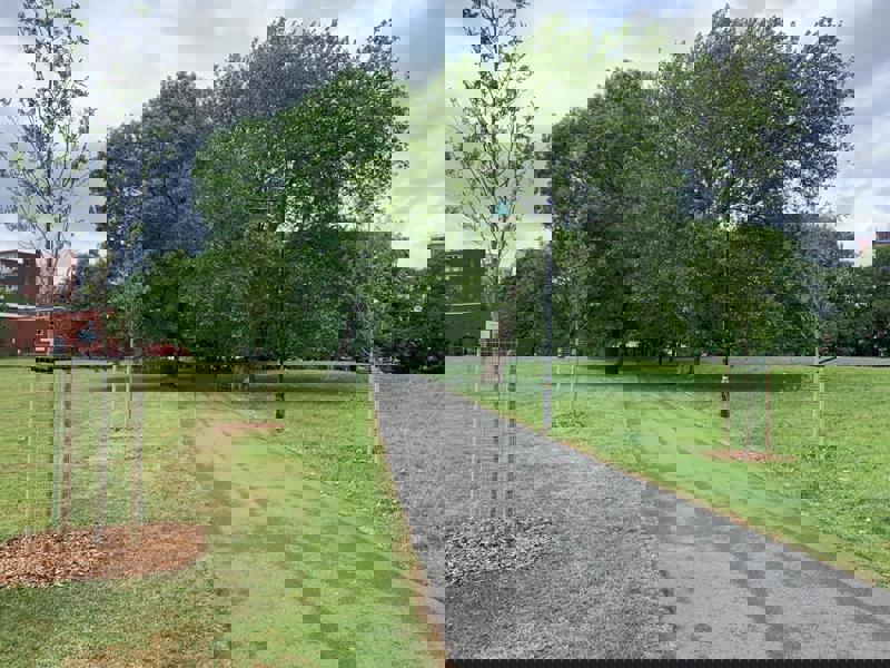 Image of trees along a path in a park.